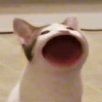 啵嘴猫