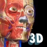 3D解剖学