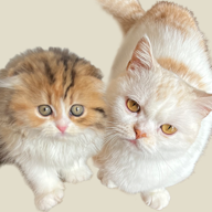 猫咪的黑手党