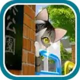 猫的日常