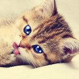 会说话的虎斑猫
