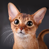 会说话的阿比西尼亚猫