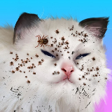 猫的改造