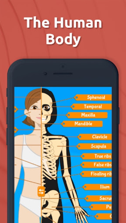 Human Anatomy  Body parts