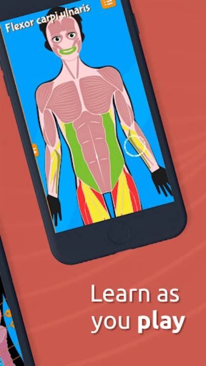 Human Anatomy  Body parts