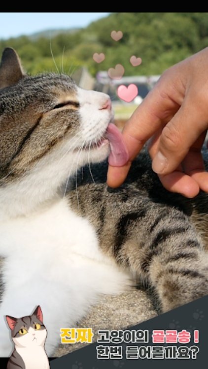 haha ha : 양어장 고양이