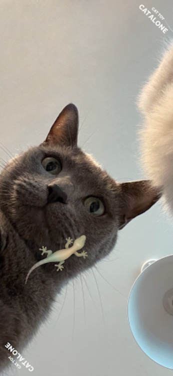 CAT ALONE  Cat Toy