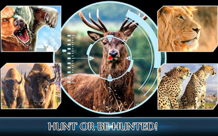 Deer Hunter Wild animal Jungle