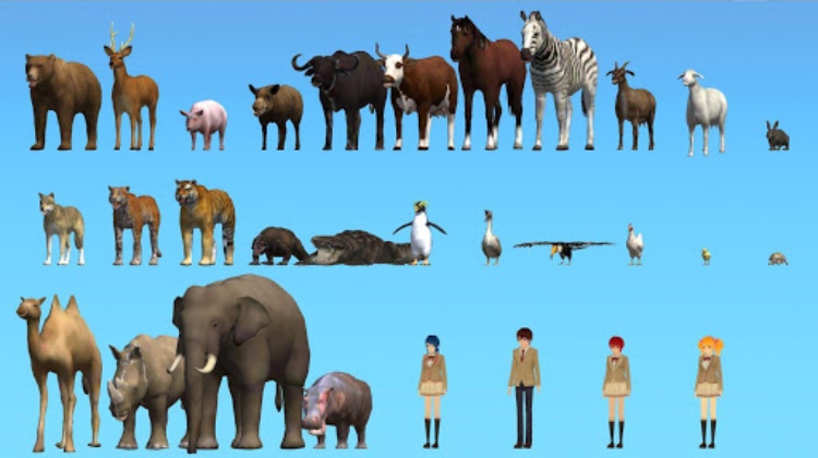Animal School Simulator. girls