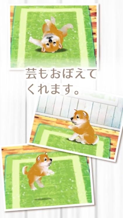 癒しの子犬育成ゲーム〜柴犬編〜