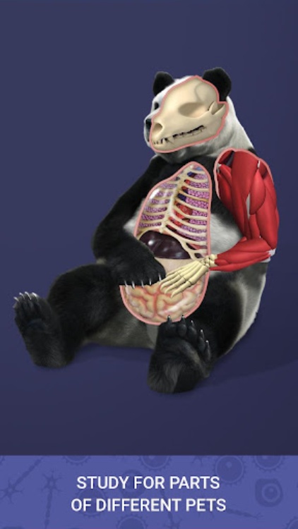 Idle Pet  Create cell by cell